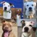 Dogs who have spent years in shelters hold out for a forever home