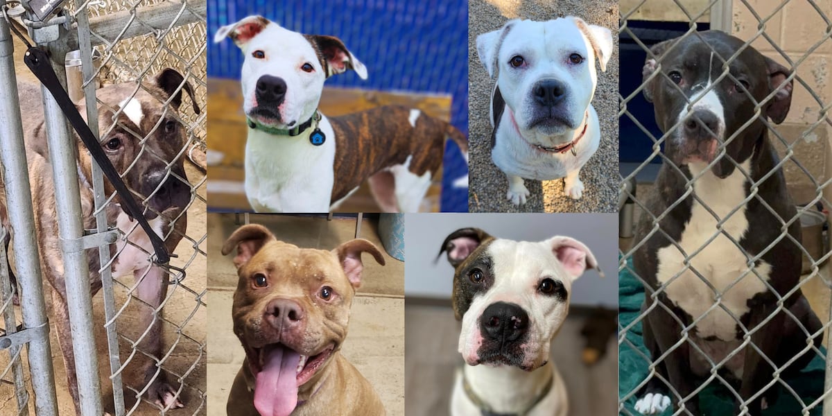 Dogs who have spent years in shelters hold out for a forever home