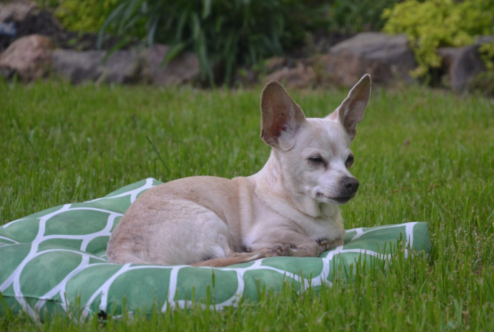 Editorial: Punkin was the best dog ... ever - Davie County Enterprise Record