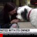 English sheep dog stolen from Silverhill home reunited with owner