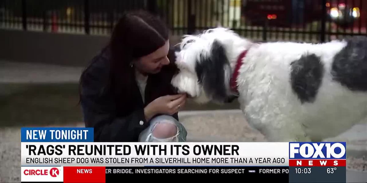 English sheep dog stolen from Silverhill home reunited with owner