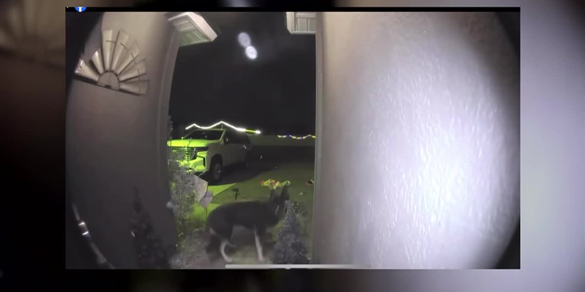 Family’s Christmas wish answered when their missing dog rings the doorbell and returns home