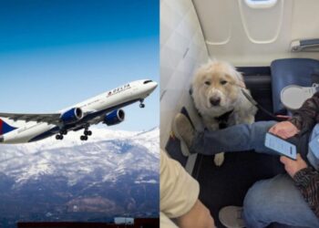 First-Class Seat: ‘Absolute joke’: Passenger annoyed as Delta Airlines gives his first-class seat to service dog