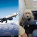 First-Class Seat: ‘Absolute joke’: Passenger annoyed as Delta Airlines gives his first-class seat to service dog