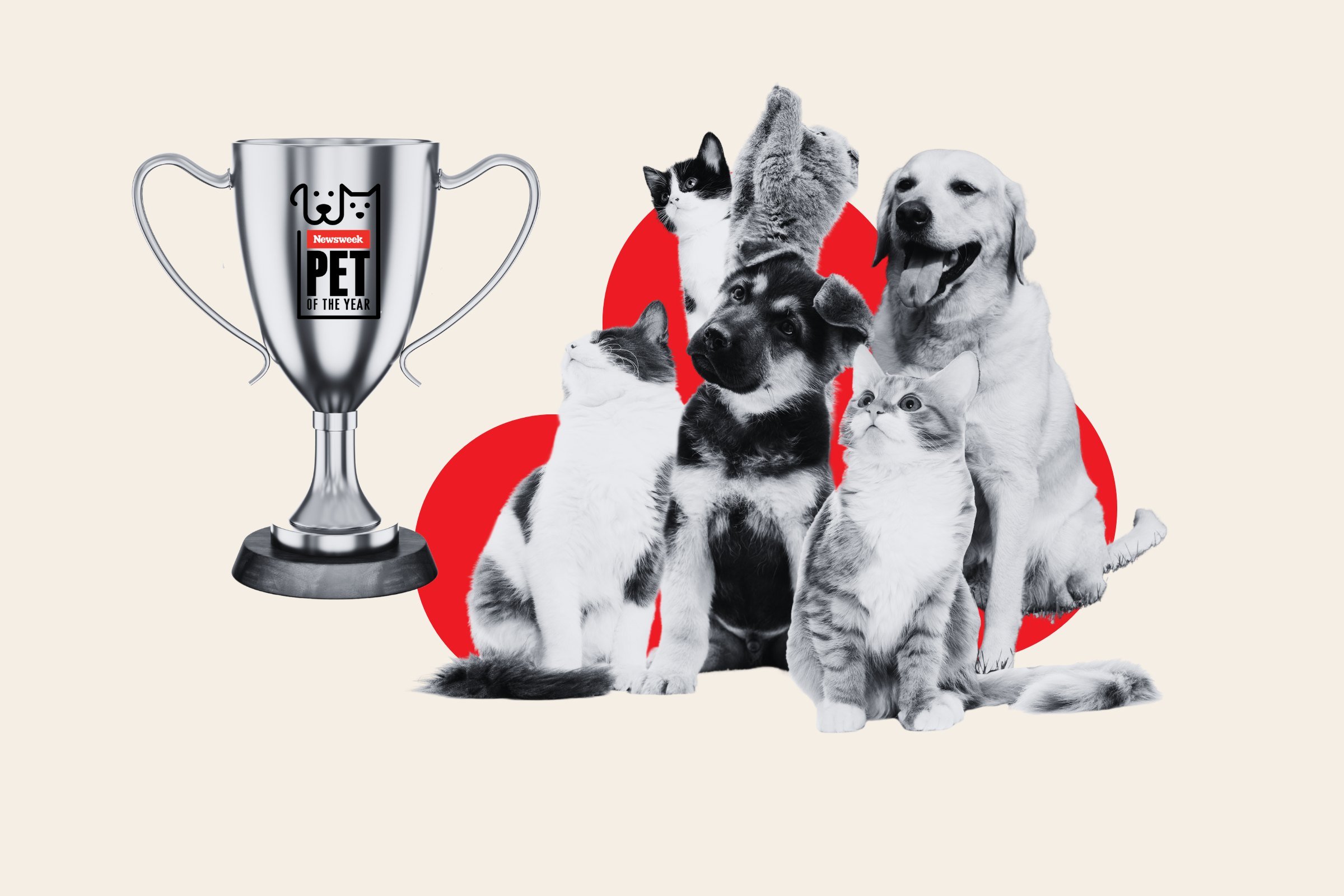 From Shower-Loving Cat to Skater Dog—Vote for Newsweek's Pet of the Year