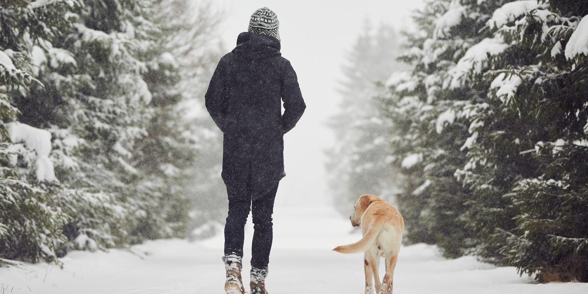 Half Of UK Dogs Walked More Between Christmas Day And New Year