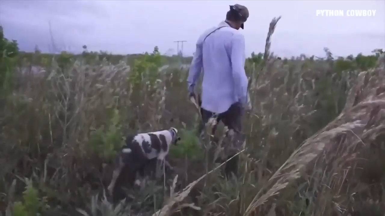 Helen Killer, ‘Python Cowboy’s’ blind dog, becomes secret weapon for hunting invasive snakes in the Everglades - WSVN 7News | Miami News, Weather, Sports