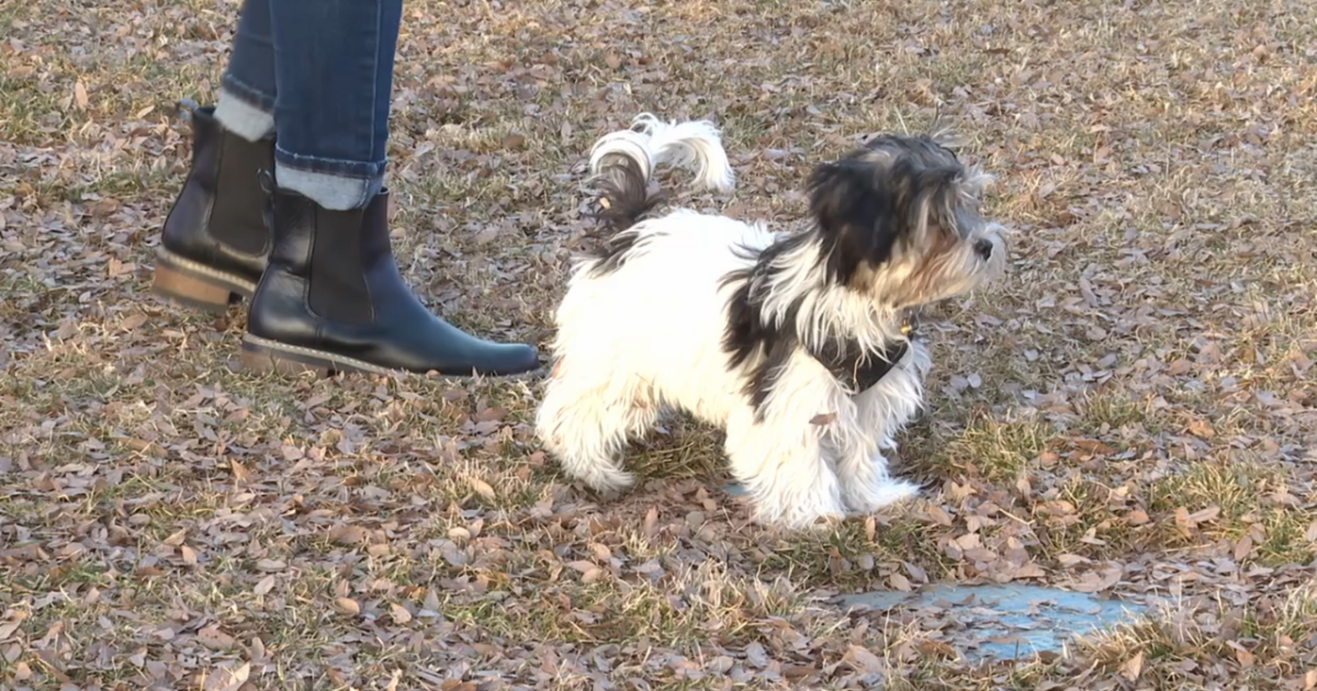 Here's how you can walk your dog leash-free without breaking the law