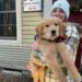 Higganum family grateful to find missing dog thanks to ‘Christmas miracle’ from neighbor – NBC Connecticut