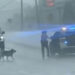 Highway Patrol Officer Does Kindest Thing For Dog Alone In The Rain