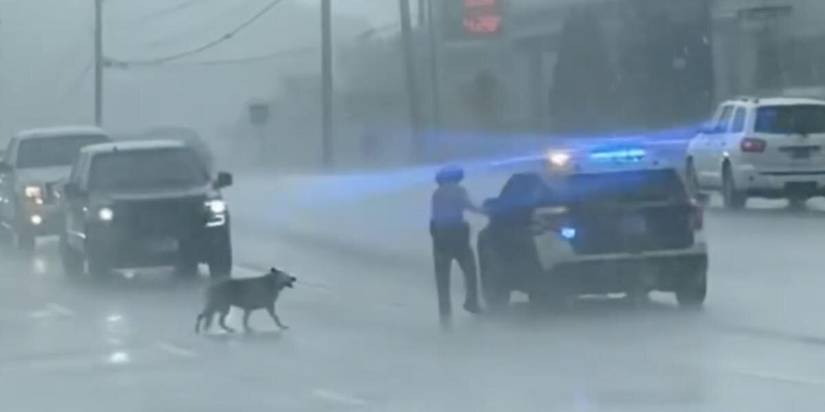 Highway Patrol Officer Does Kindest Thing For Dog Alone In The Rain