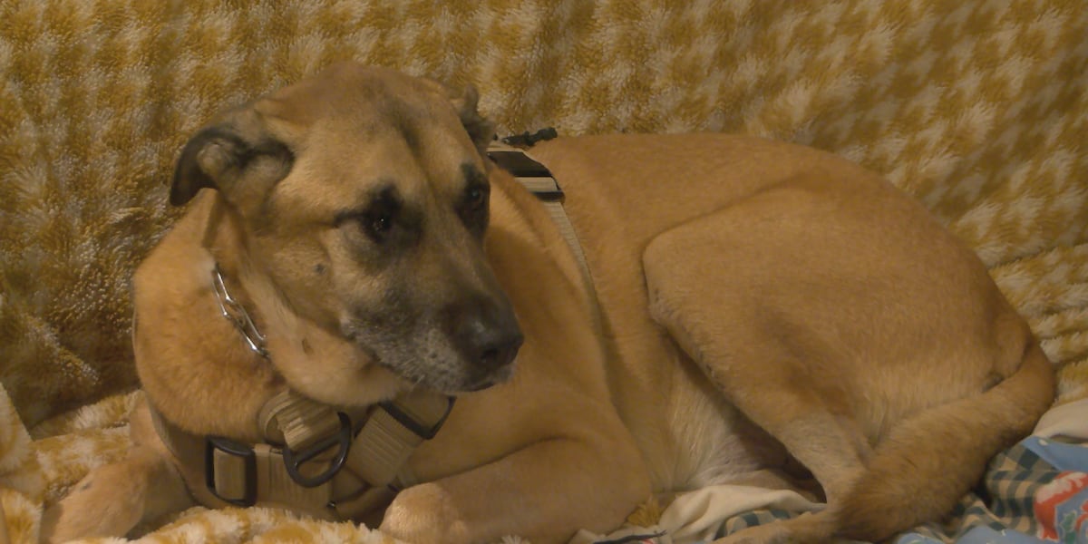 Homewood man pushing for change after dog survives being shot by police