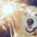 How To Keep Your Dogs Calm During Fireworks