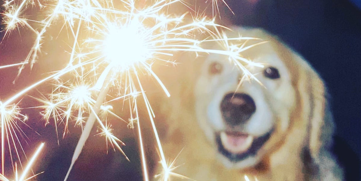 How To Keep Your Dogs Calm During Fireworks