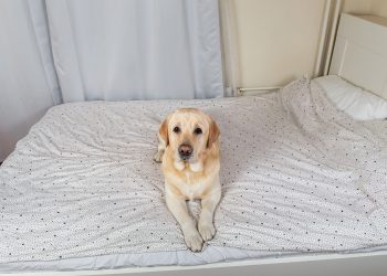 Dog on bed