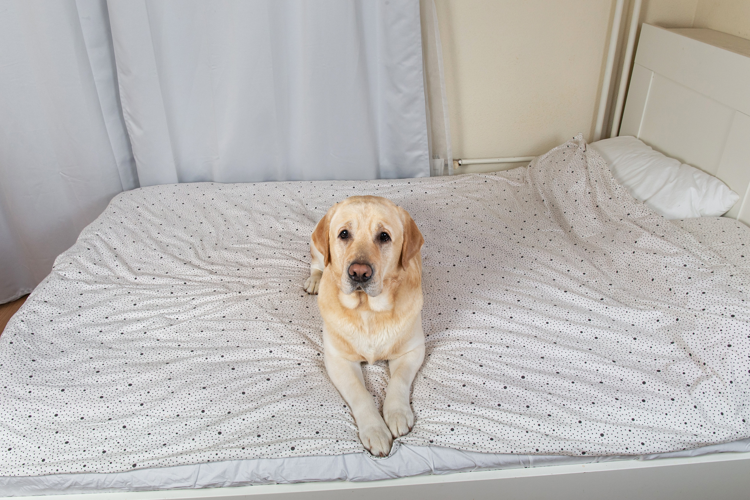 Dog on bed