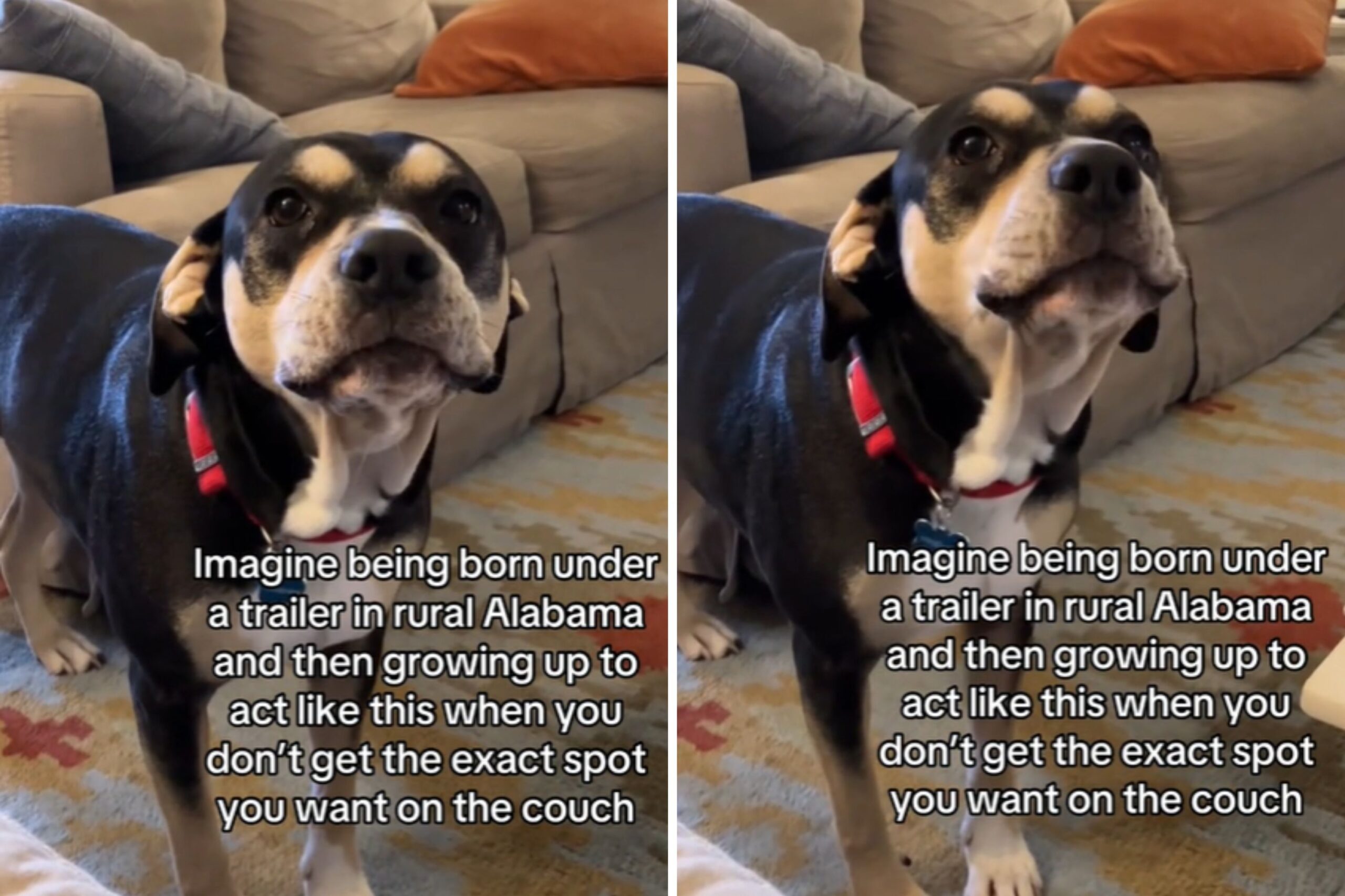 Dog cries for couch spot