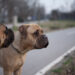 mastiffs on a walk