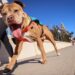 I took a shelter animal out for a ‘Dog Day Out’ adventure. Here’s how it went. – San Diego Union-Tribune