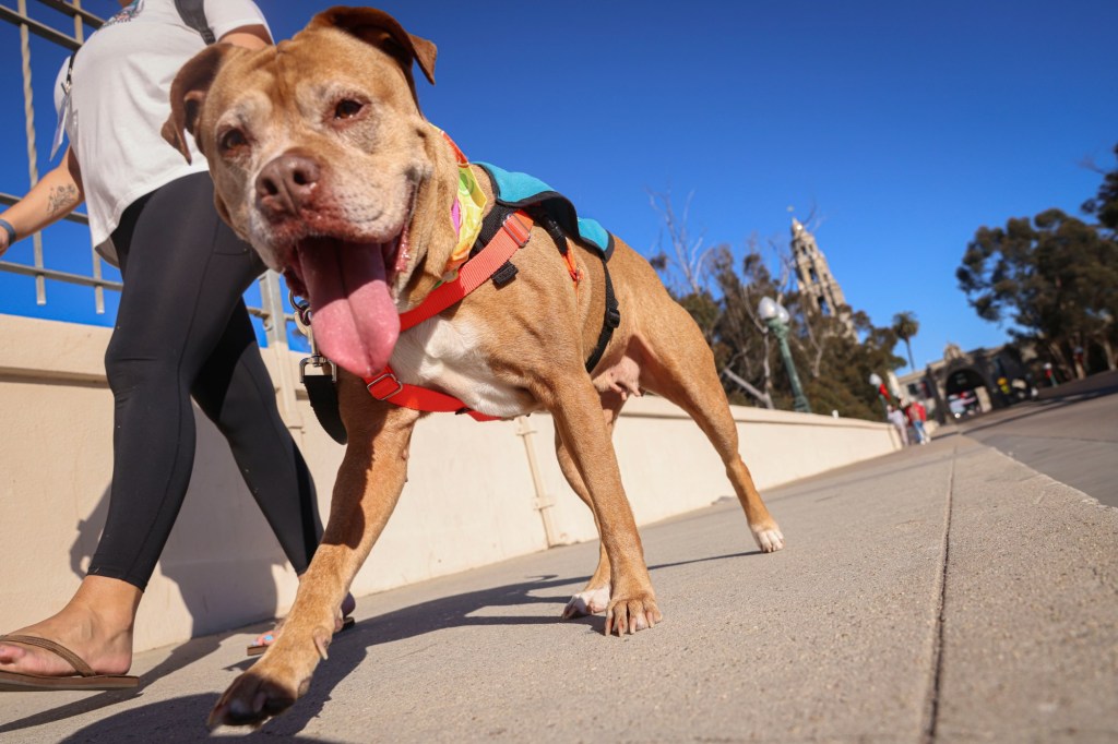 I took a shelter animal out for a ‘Dog Day Out’ adventure. Here’s how it went. – San Diego Union-Tribune