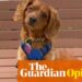 In a life of ups and downs, we have come to cherish our dog’s uncomplicated love | Ranjana Srivastava