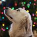 Keep your dog safe this Christmas with these simple tips