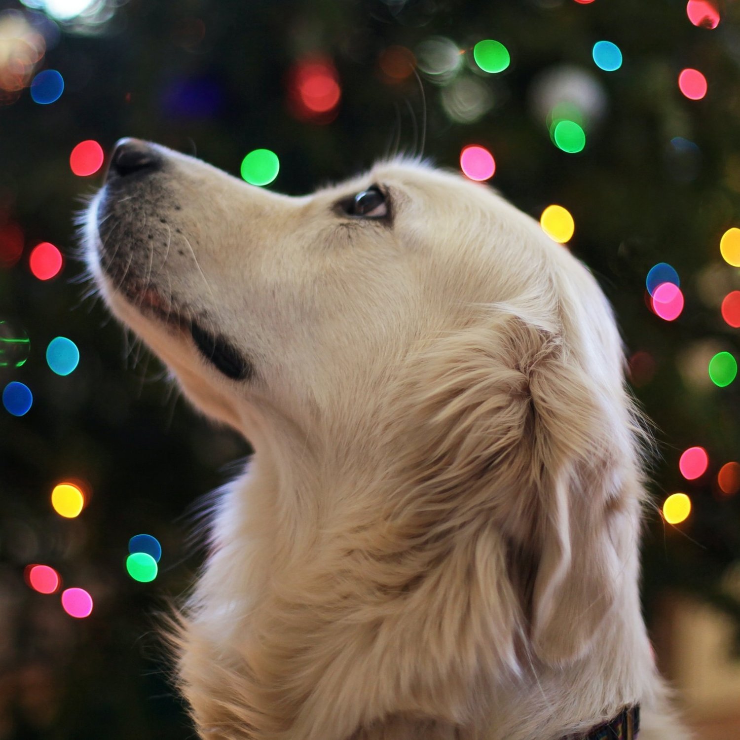 Keep your dog safe this Christmas with these simple tips