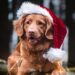 Lee County Animal Shelter shares tips for those looking to adopt furry friends during the holidays