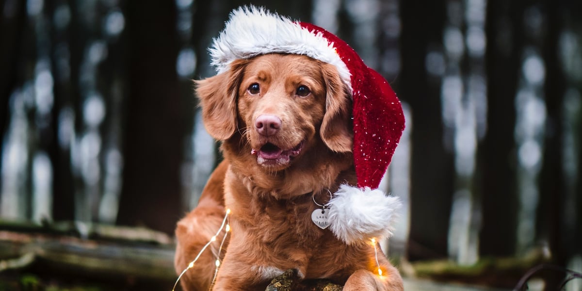 Lee County Animal Shelter shares tips for those looking to adopt furry friends during the holidays