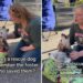 Dog reunites with foster mom