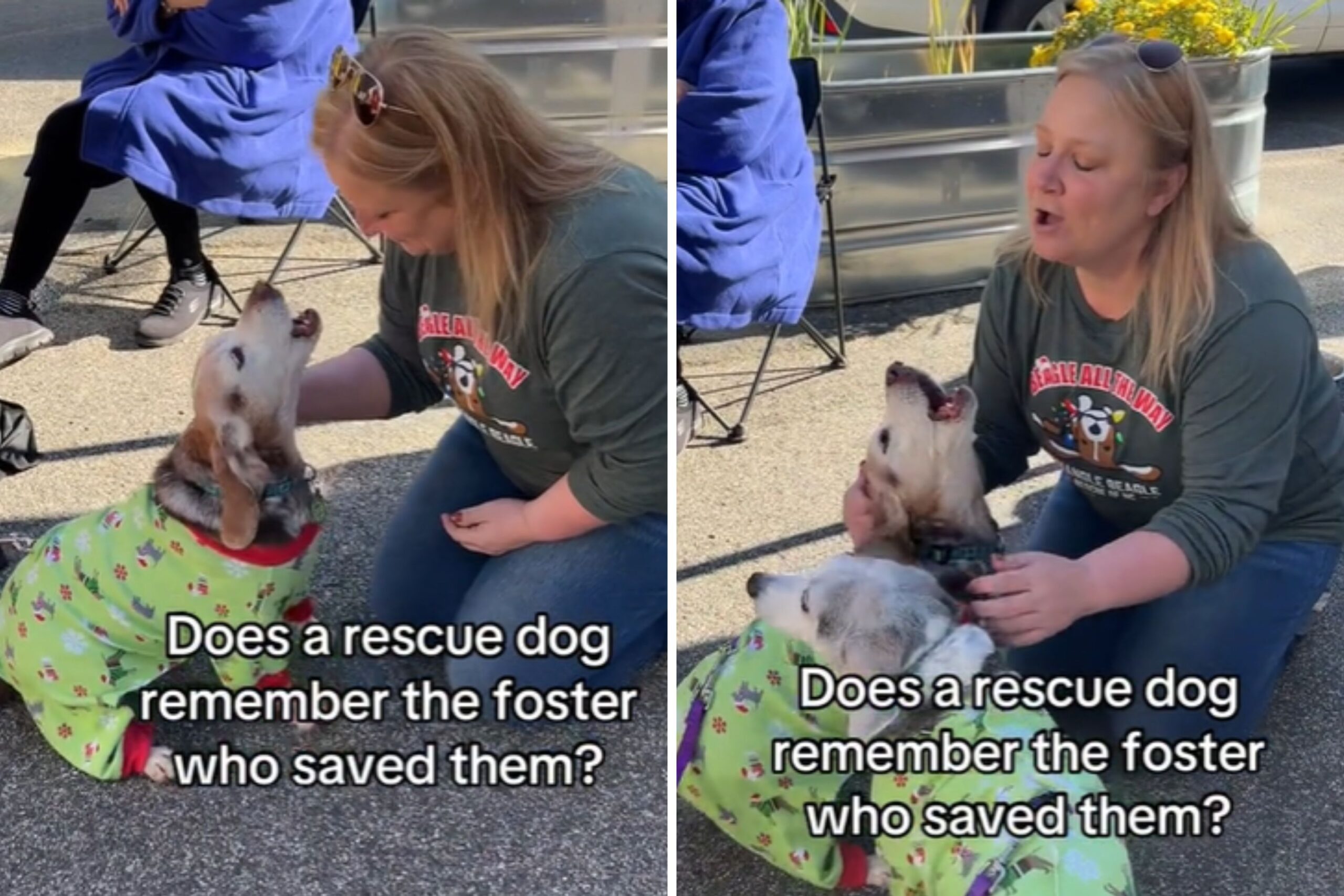 Dog reunites with foster mom