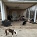 Neglected dogs found ‘surrounded by skulls and bones’ at rural TN property