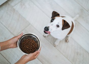 New Study Reveals Link Between Owner Demographics And Canine Nutrition