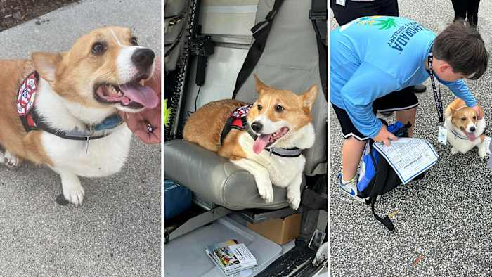 New therapy dog ‘Taco’ helps ease stress in Flagler County