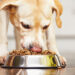 Open Farm recalls dog food