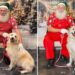 Golden retriever poses with Santa