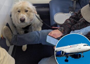 Passenger forced to give up first class seat on Delta — for a dog