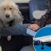 Passenger forced to give up first class seat on Delta — for a dog