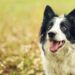 Pennsylvania’s deadline to license your dog is fast approaching