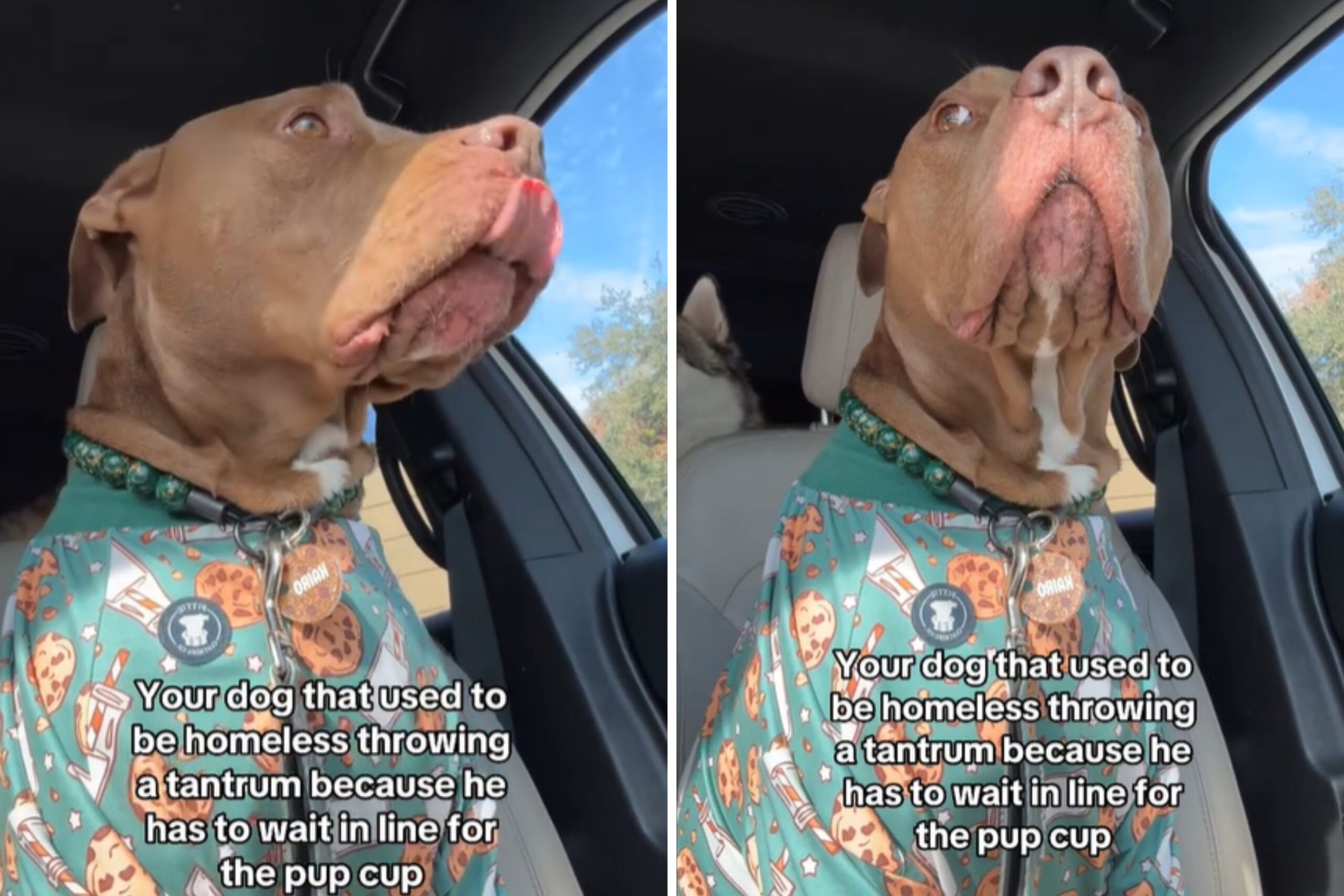 Pit bull mix throws tantrum