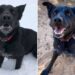 Rescue Dog's 13-Year Search for a Home Ends with Ideal Adopter (Exclusive)