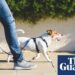 Scientists explore longevity drugs for dogs that could also ‘extend human life’ | Ageing