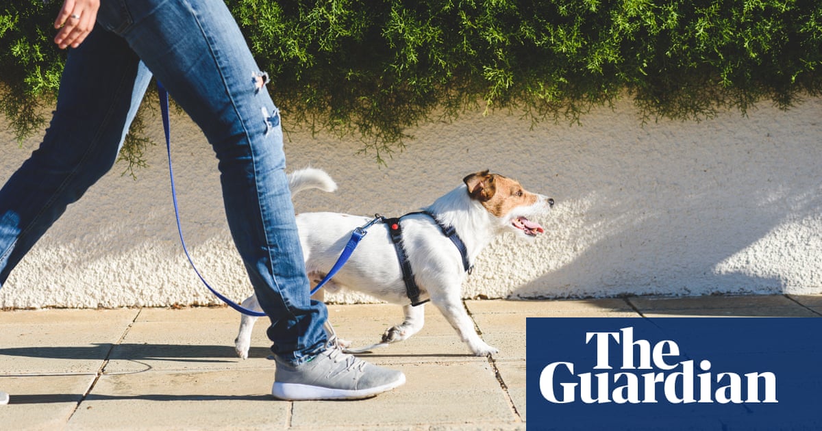 Scientists explore longevity drugs for dogs that could also ‘extend human life’ | Ageing