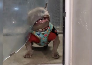 Shelter Dog's Hilarious Battle With Doggy Door Attracts Hundreds Of Adopters