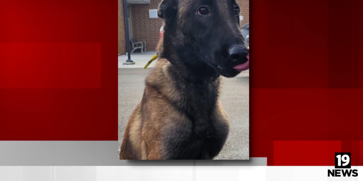 Stark County Sheriff’s Office recovers dog that was allegedly stolen from humane society