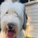 Stolen deaf dog from Alabama found in Arizona more than a year later