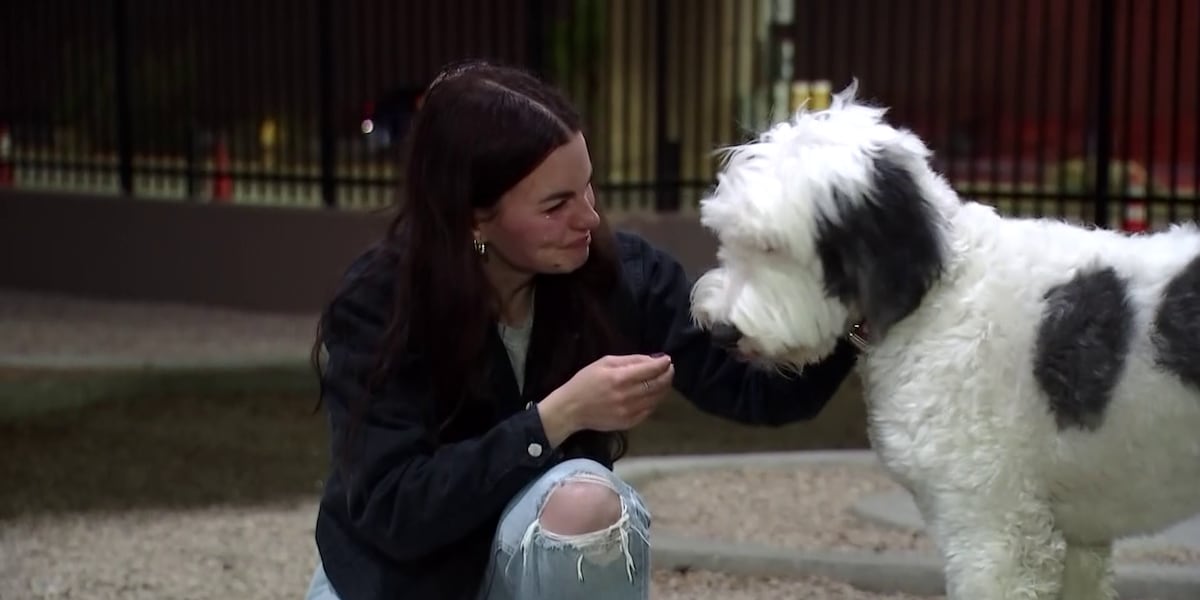 Stolen dog from Alabama recovered in Arizona now reunited with owner