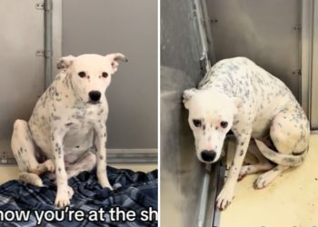 New shelter dog becomes scared