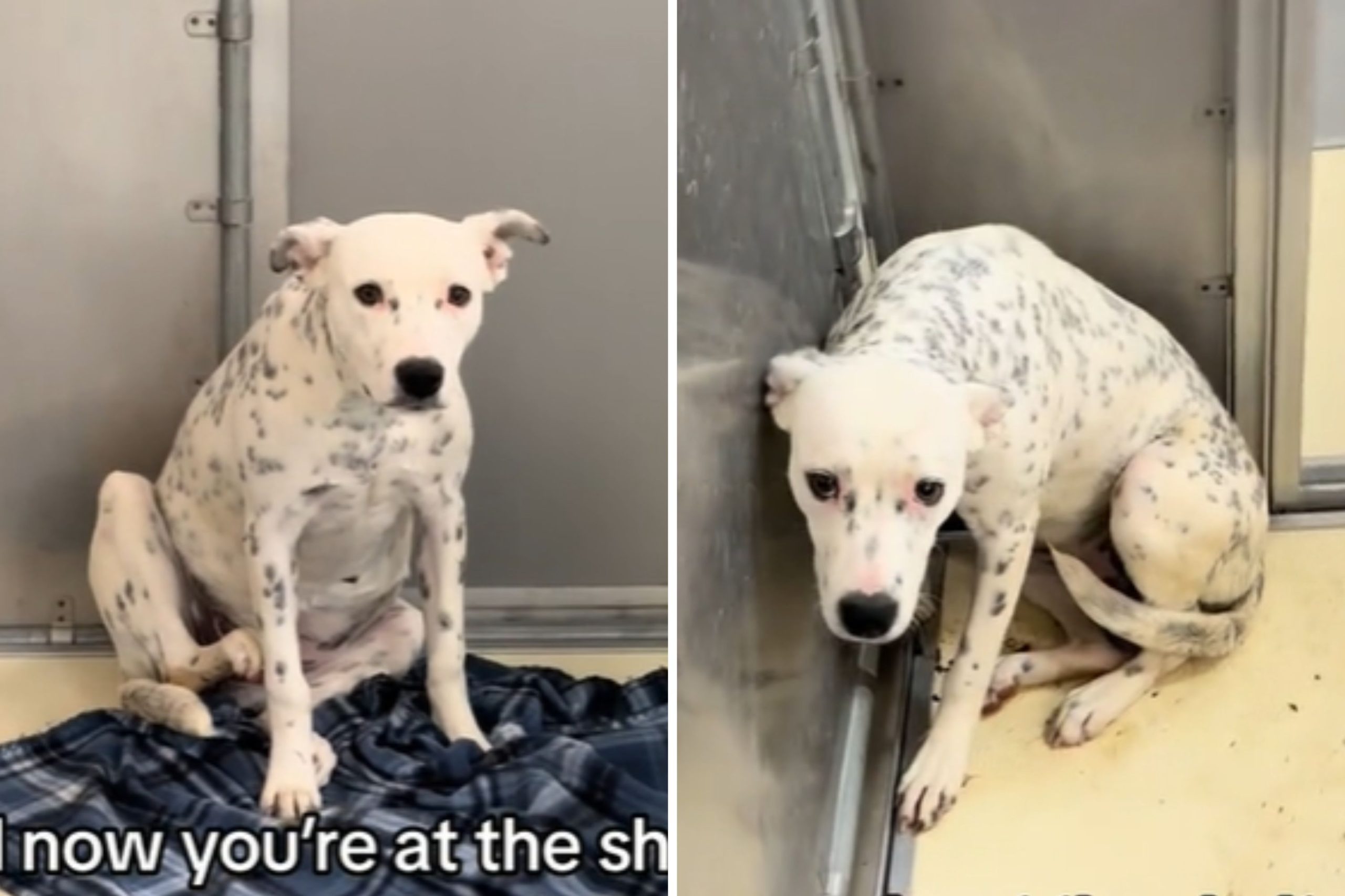 New shelter dog becomes scared