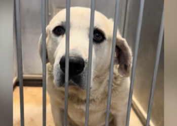 Knox is at a shelter in Missouri.